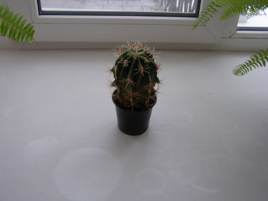 Продам кактус Ferocactus histrix