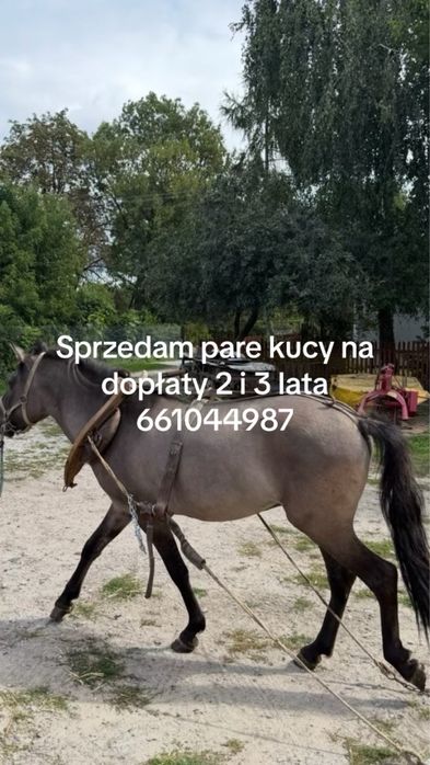 Sprzedam pare konikow polskich