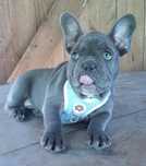 Buldogi francuskie mega blue