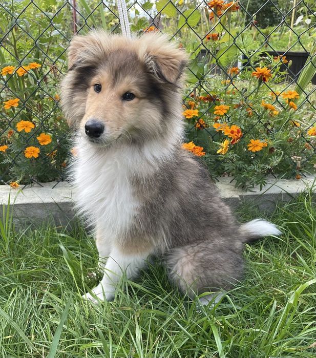 Gotowy do odbioru-Szczeniak Owczarek Szkocki Długowłosy Collie FCI