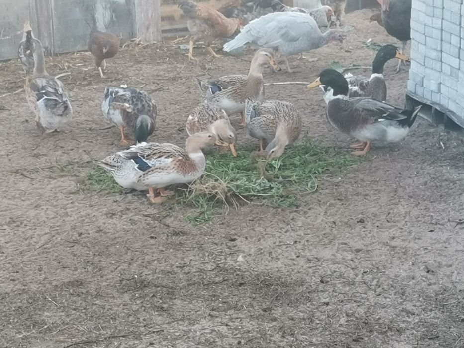 Casal de patos rouen