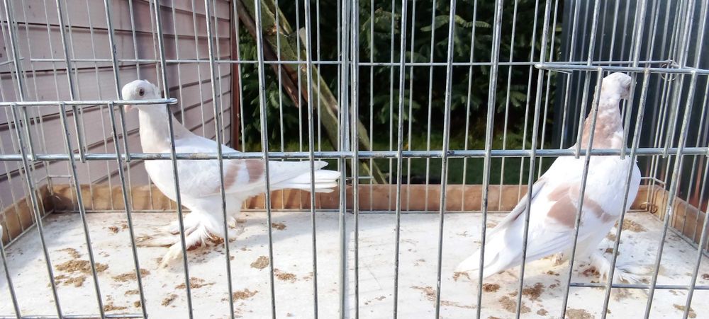 Blaowindry koroniate, żałobna perłowa koroniata, bocianka niemiecka