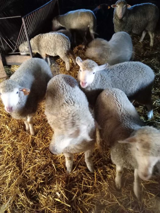 Sprzedam jagnienta owce