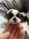 Shihtzu shih tzu niniaturowy szczeniak do rezerwacji