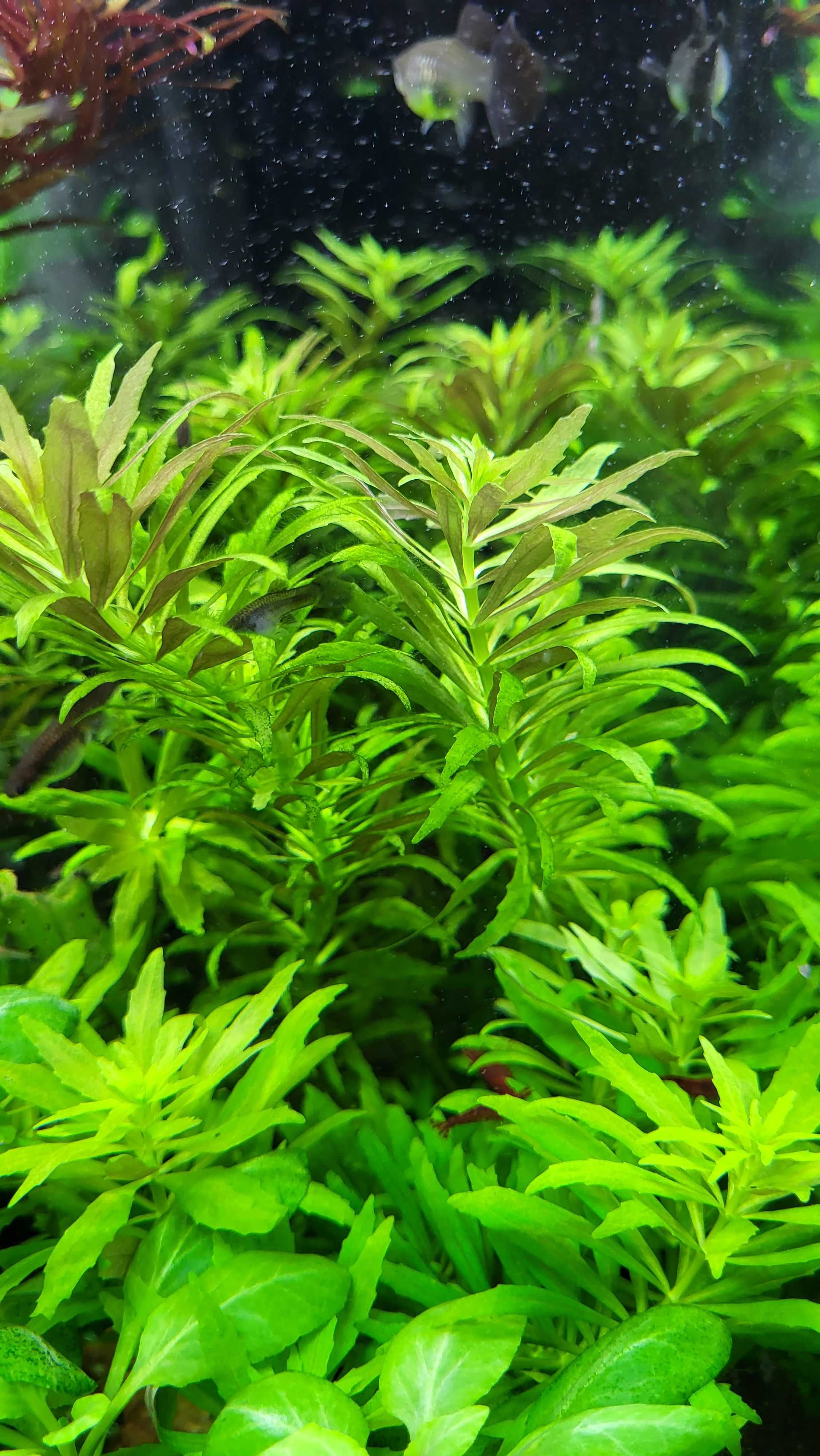 Rośliny Akwariowe - Limnophila Aromatica mini (3 szt./sadzonki)