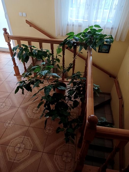 підселення для хлопців  студен ,Коновальця,аеропорт