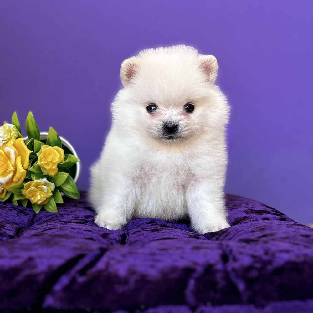 хлопчик шоу классу тип ведмедика