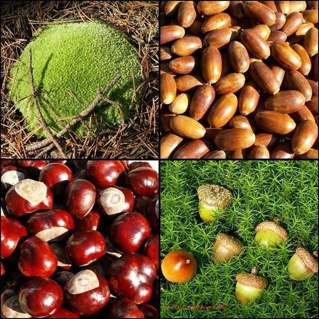 Skup żołędzi i kasztanów ŻOŁĘDZIE I KASZTANY