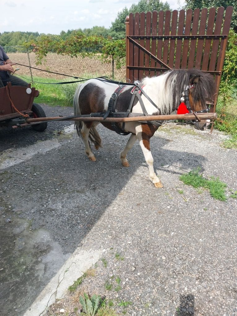 Kucyk  ogierek siwosrokaty