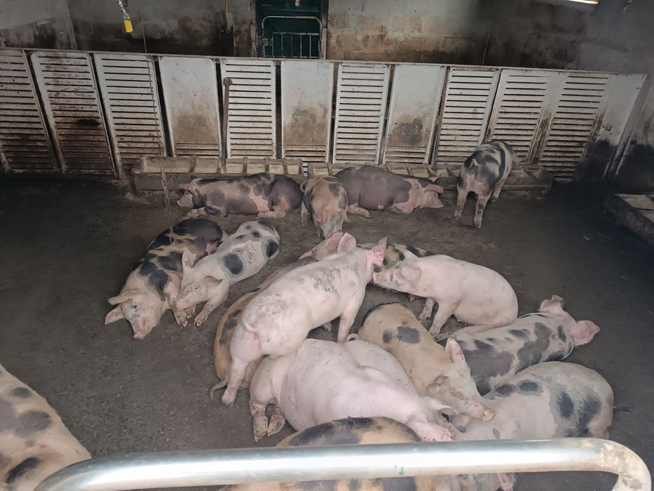 Продам поросят мясного направления