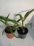 Aglaomorpha coronans, paproć Snake leaf, terrarium, paludarium