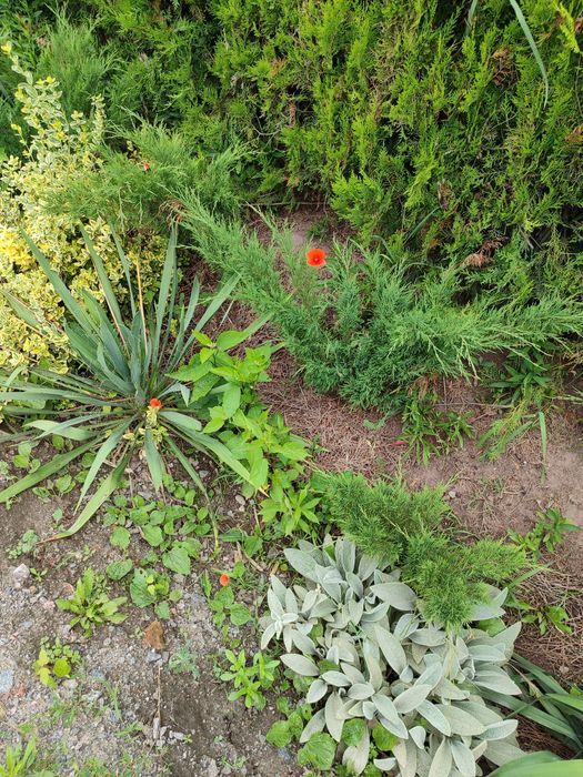 Акція! Козацький ялівець від 20 грн, гібіскус, юкка