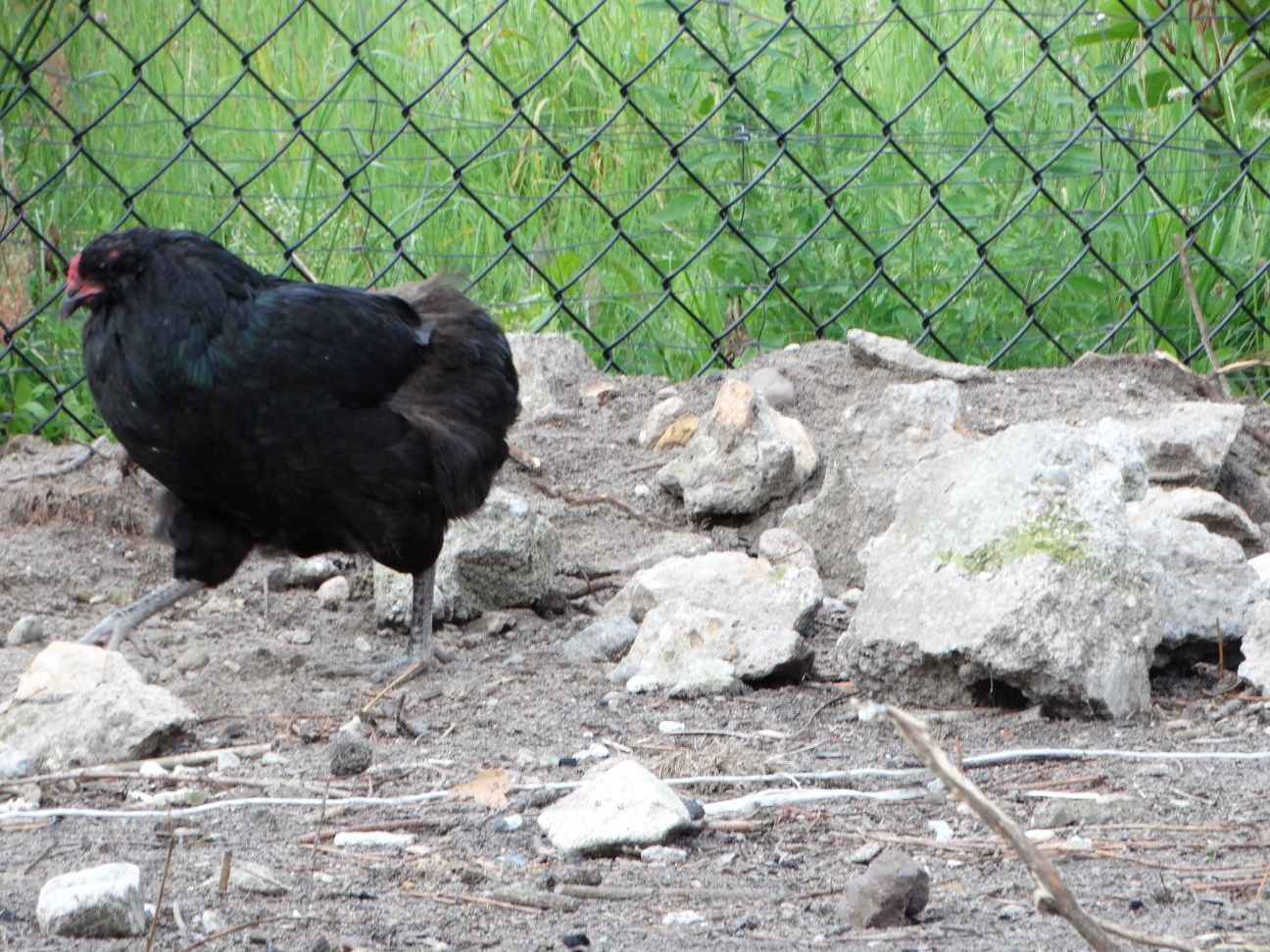 Sprzedam kurę araucana bezogoniastego