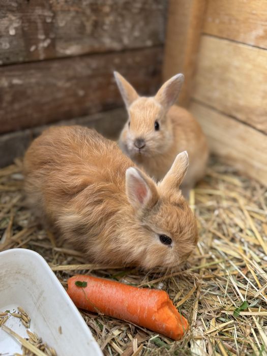Młode króliki :)