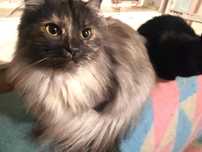 LILY szara długowłosa piękność z FIV+ i FeLV+ pilnie potrzebuje domu