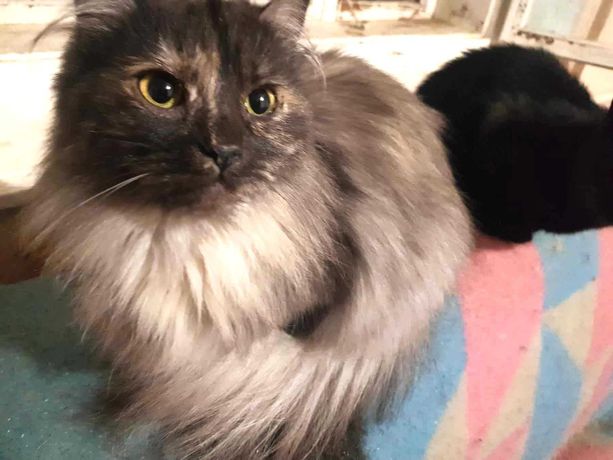 Lili piękna długowłosa szara niebieska kotka szuka domu