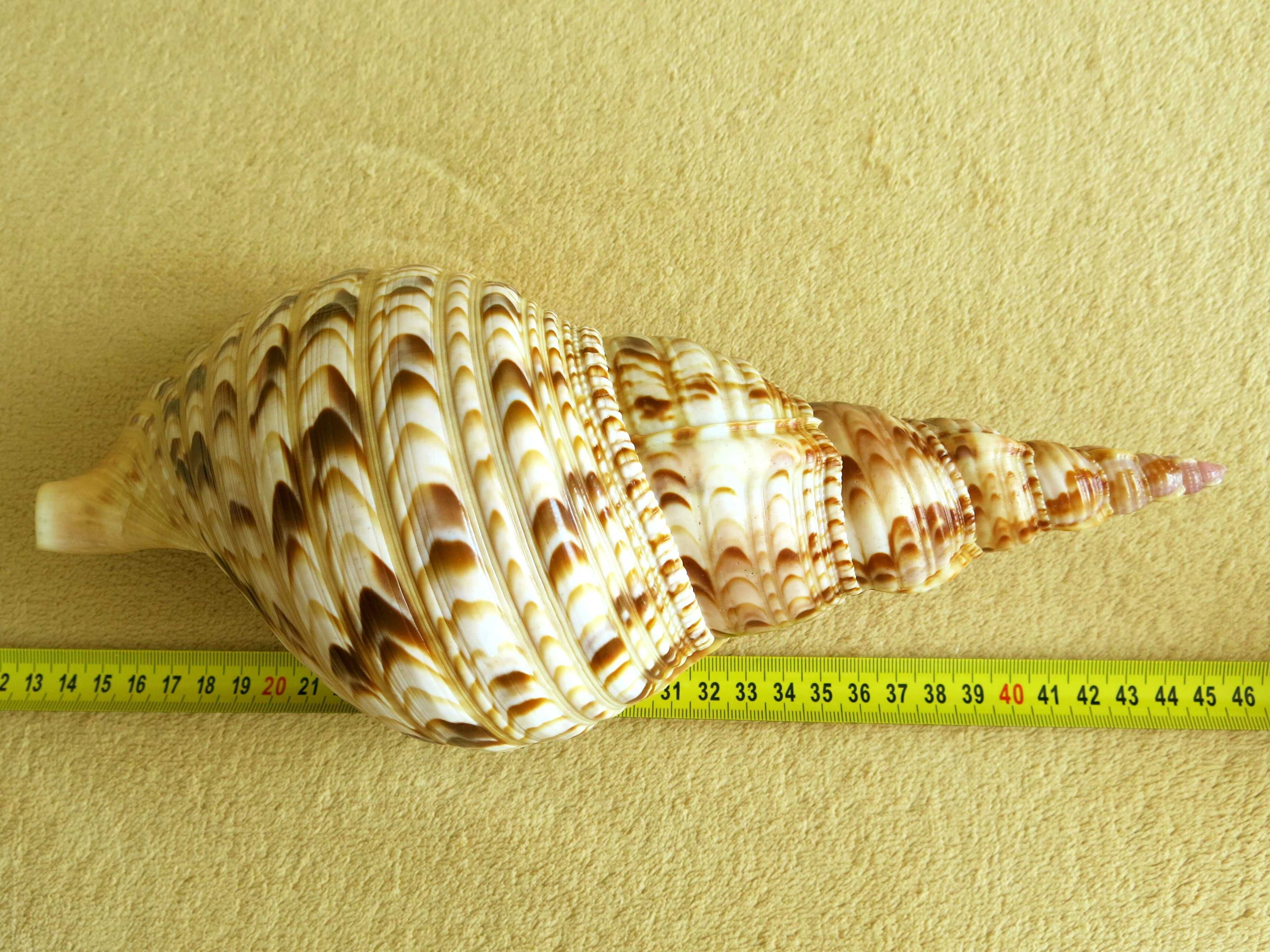 Duża muszla morska, tryton - Charonia tritonis / 299 mm