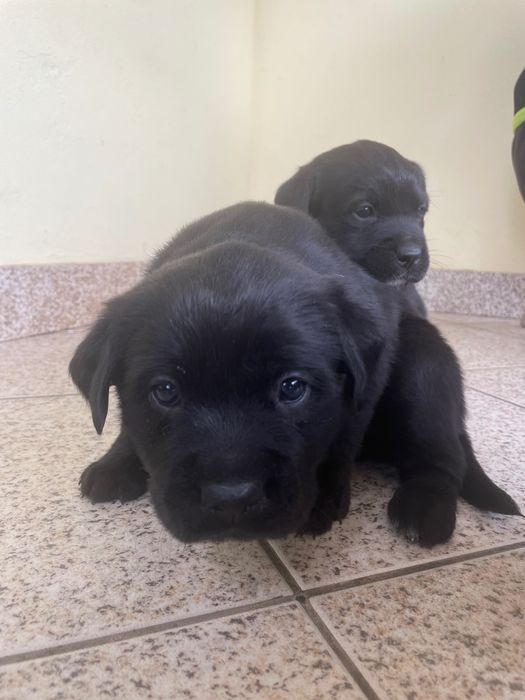 Oferta cachorros