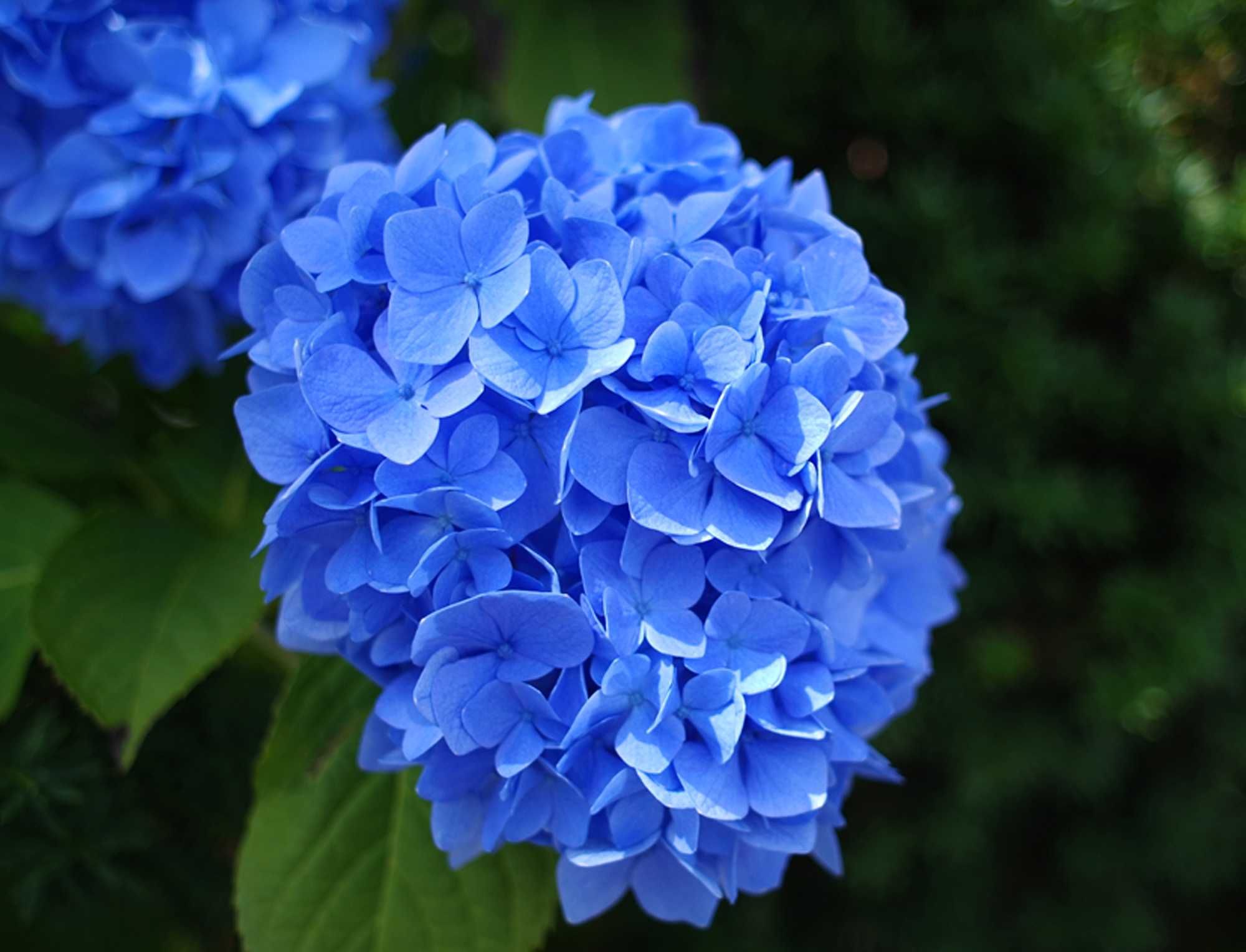 Гортензія широколиста 
the son of a dove  синь голуба (macrophylla).