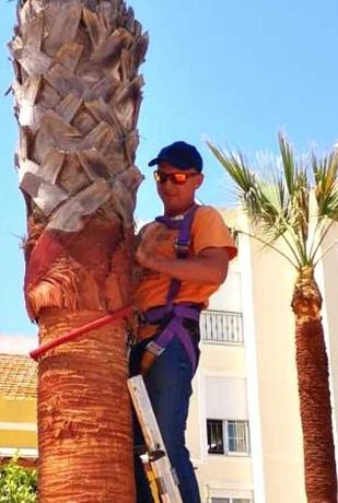 Jardinagem, palmeiras e outros serviços Algarve