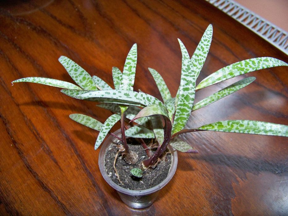 Ледебурія (Ledebouria socialis)