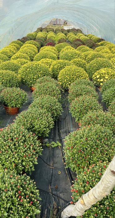 Chryzantemy drobnokwiatowe