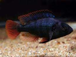 Astatotilapia nubila