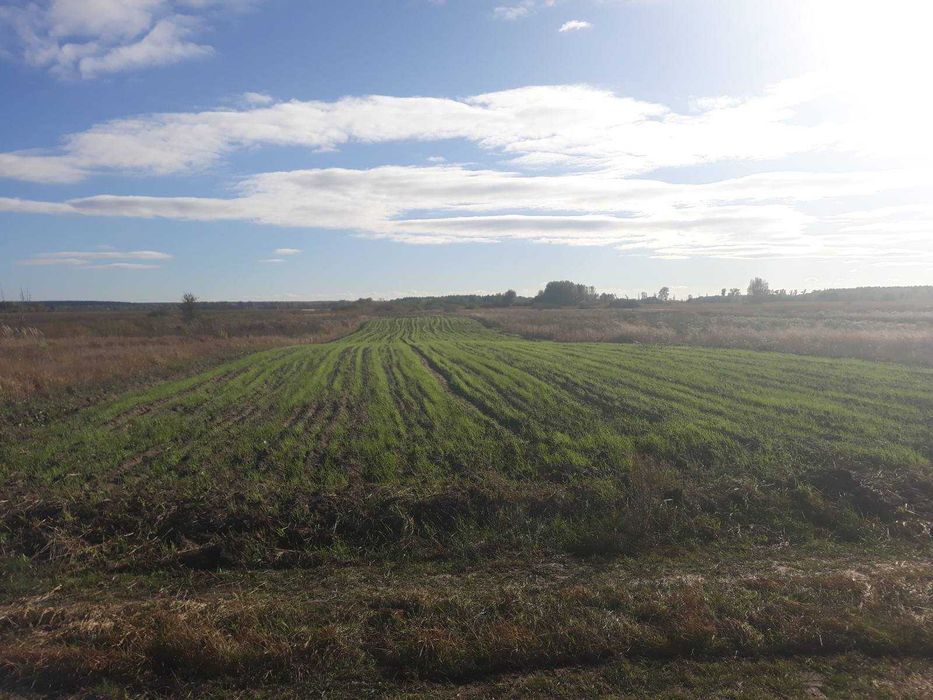 Земельна ділянка. Власник.