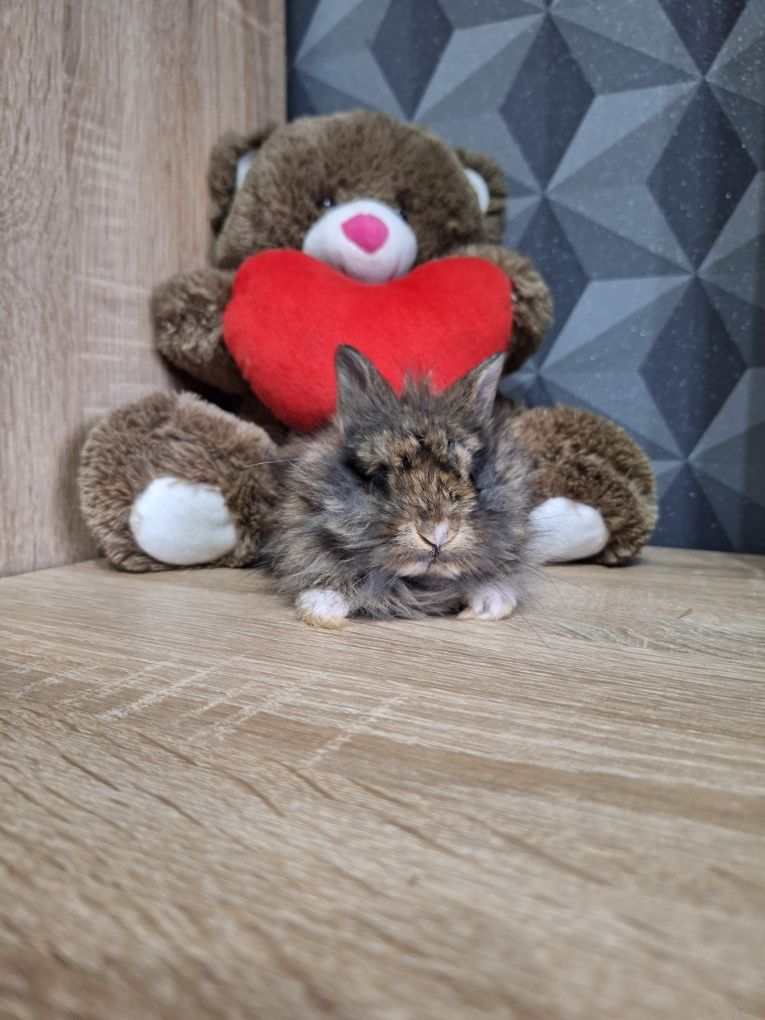 Króliczki Karzełki Teddy
