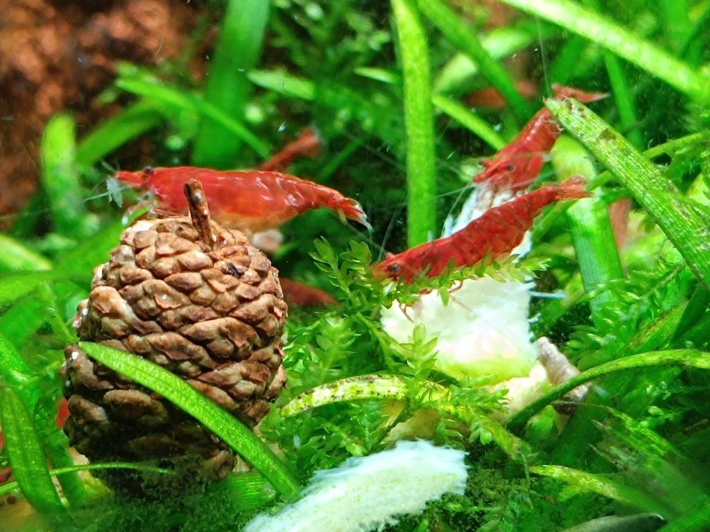 Camarões Neocaridina Red Fire