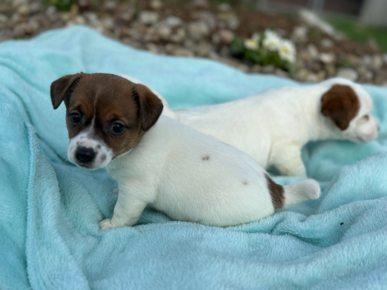 Śliczna suczka Jack Russell Terrier