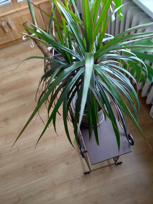 Sprzedam kwiaty doniczkowe.