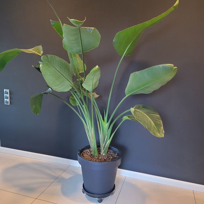 Sterlicja Nicola, Strelitzia nicolai gigant