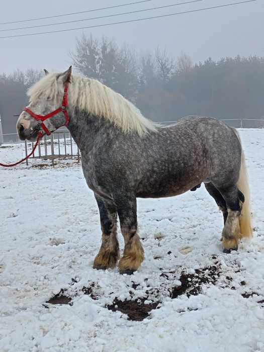 Sprzedam siwego ogiera zimnokrwistego