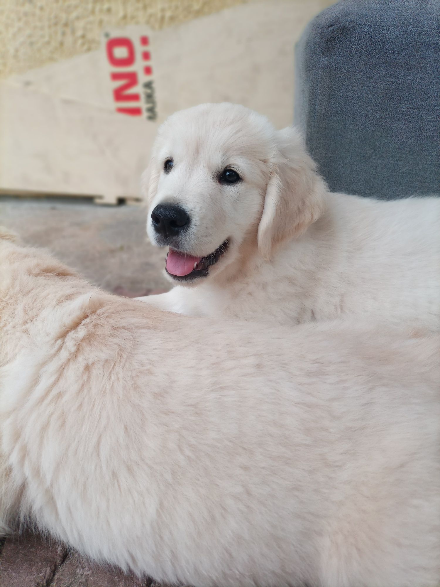 Golden retriever ZKwP FCI Gotowy do odbioru