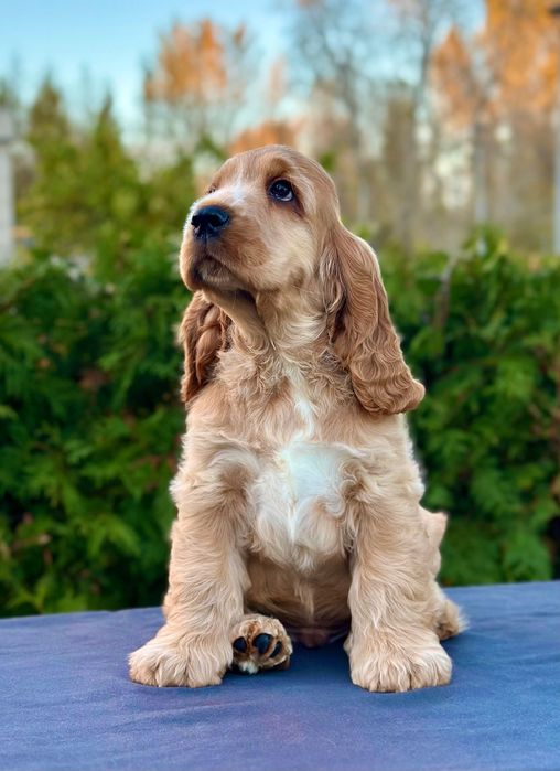 Красиві цуценята англійського кокер -спанієля з родоводом КСУ