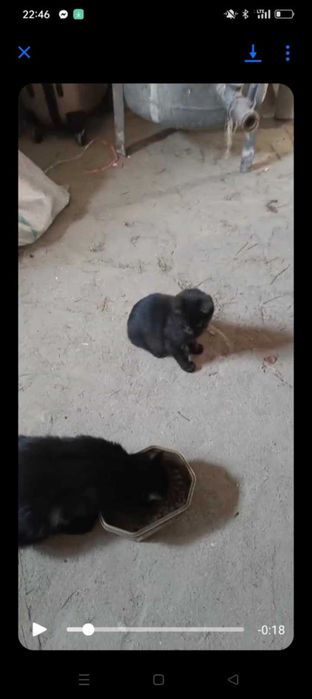 Oddam kocurka w dobre ręce