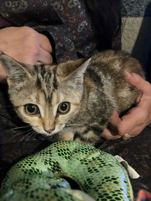 Котенок девочка 6 месячная в добрые руки