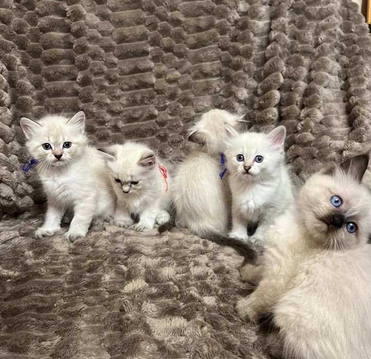 Кошенята Невська Маскарадна