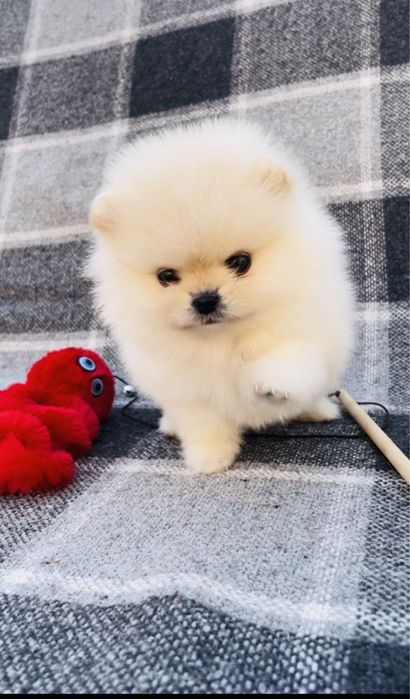 Померанская куколка