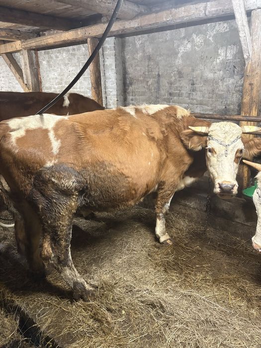 Sprzedam krowę cielną z mlekiem