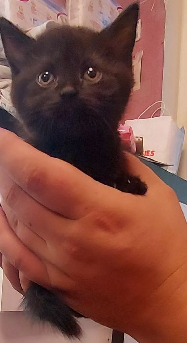 Продам шотландских котят.