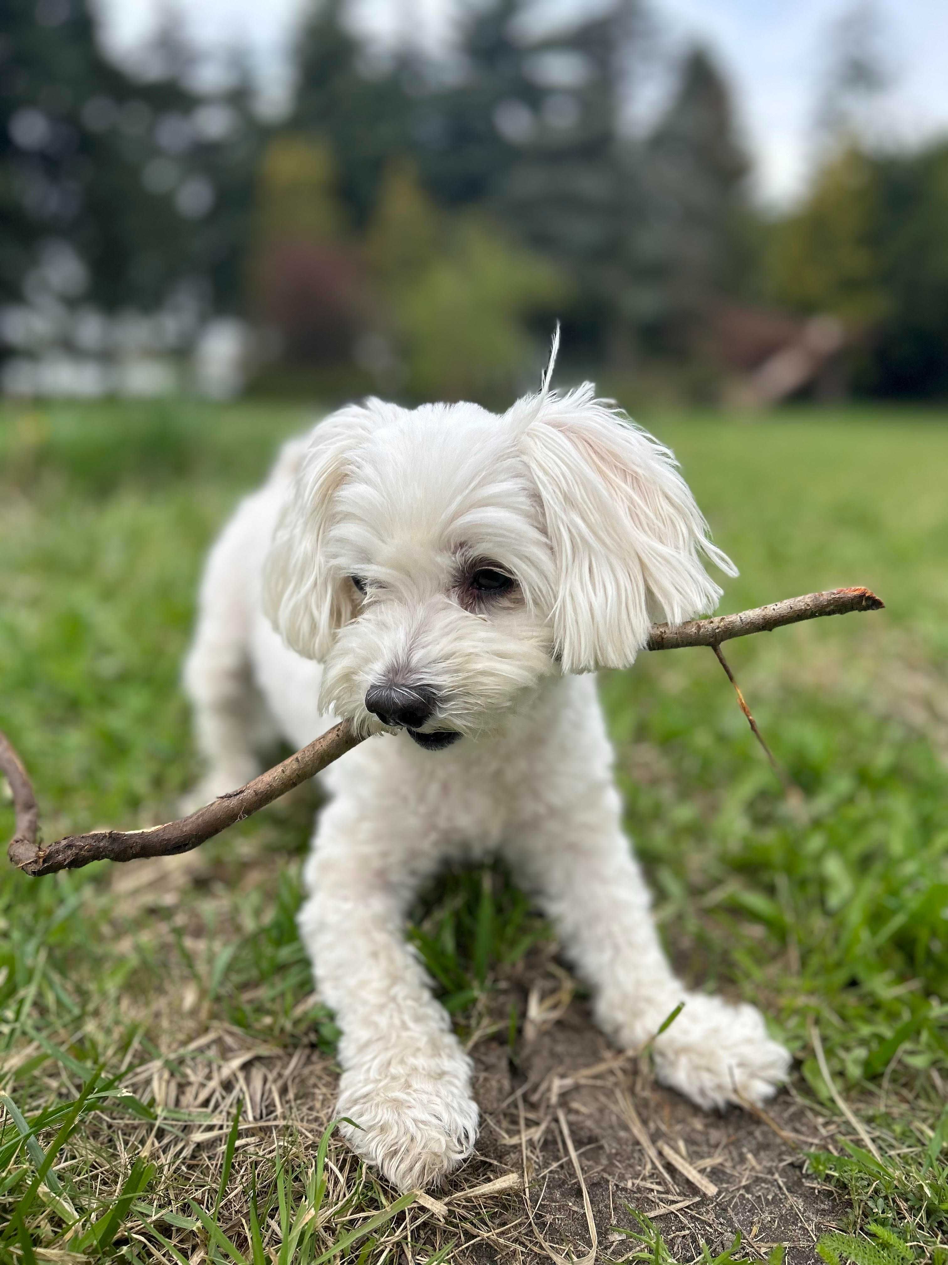 Petsitter/ opieka nad psem Poznań/ Suchy Las