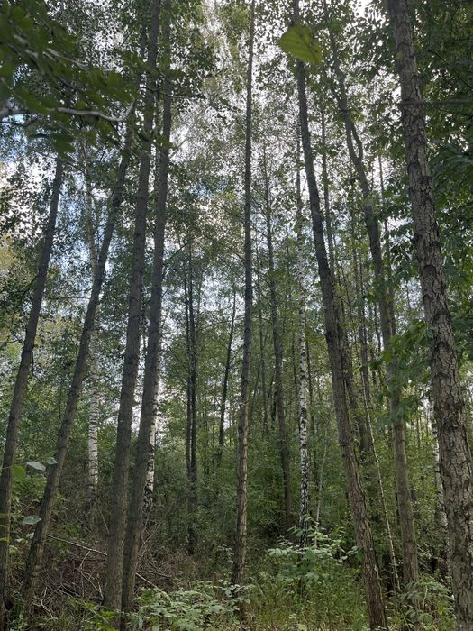 Las olchowo brzozowy 0,6ha