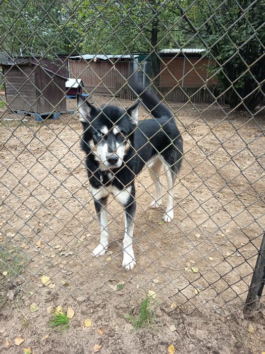 Husky 2 letni aktywny adopcja za darmo oddam