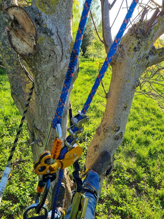 Pilarz , drwal, Arborysta , Wycinka drzew