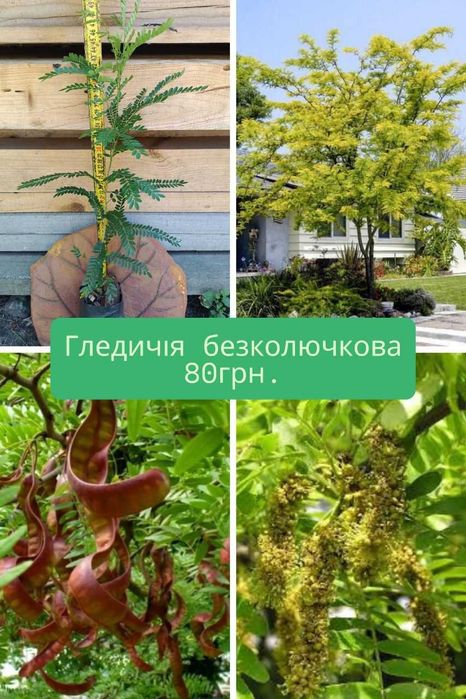 Гледичія колюча. Саджанці. Декоративні дерева