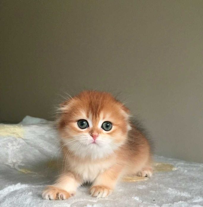 Kotka szkocka zwisłoucha, color złota szynszyla, długowłosa