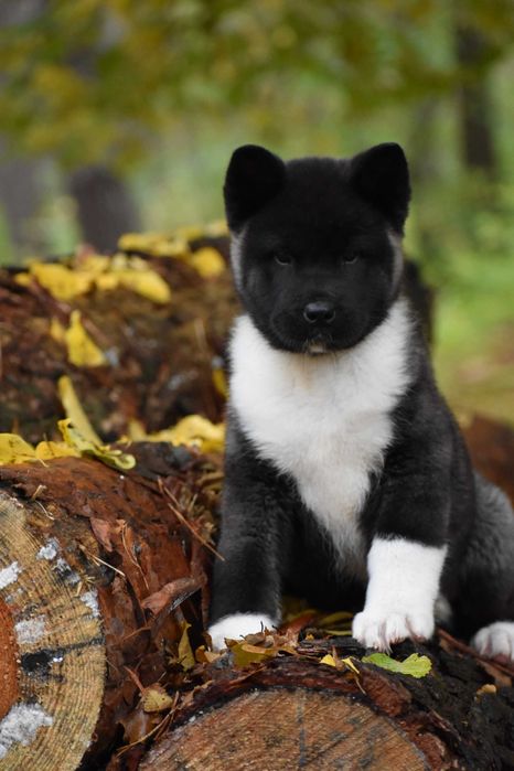 Akita Amerykańska, Akity amerykańskie - suczka FLORA FCI/ZKwP