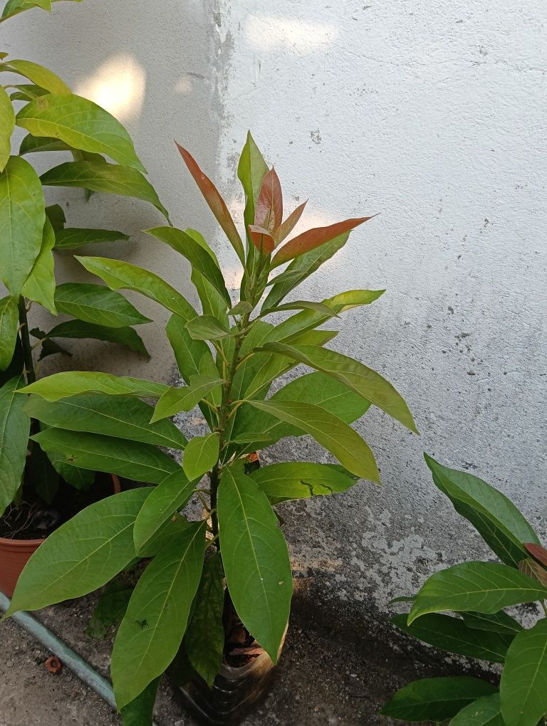 Plantas abacateros